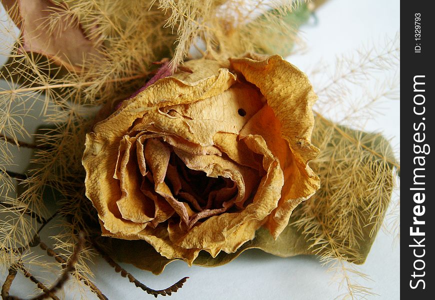 Dried rose on white background