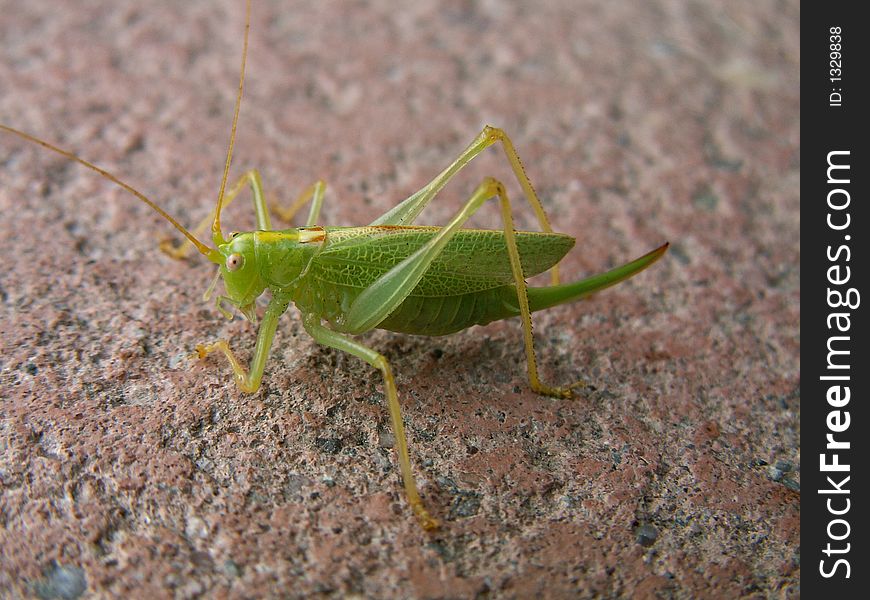Grasshopper is waiting on concrete background