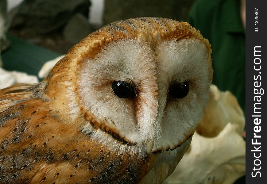 Head of beatiful owl in ZOO