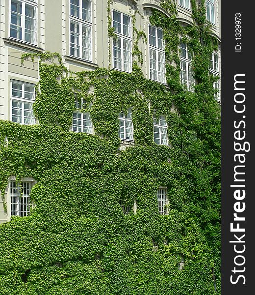 Green creeper on wall on palace in old Prague