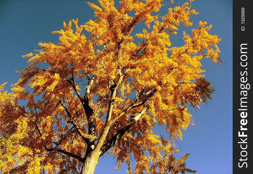 Fall foliage in splendid color. Fall foliage in splendid color