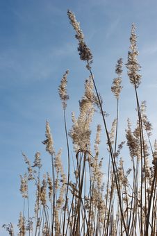 Reed Against The Blue Sky Royalty Free Stock Images Reed Against The Blue Sky Royalty Free Stock Images