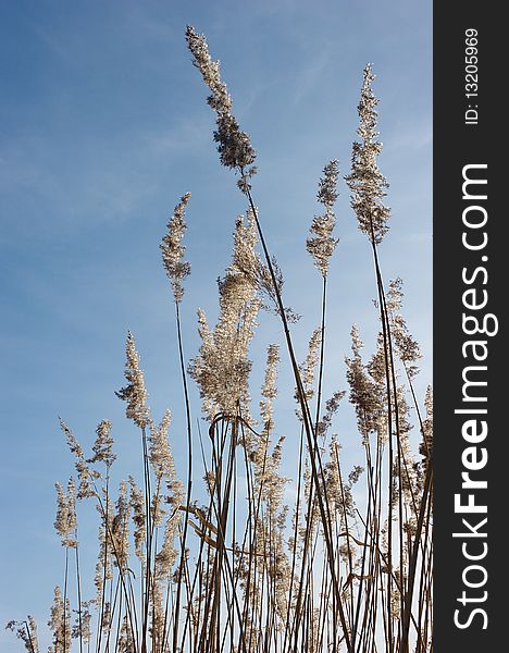 This photo shows reed at a lake near Erlangen/Germany in the back light against the blue sky. This photo shows reed at a lake near Erlangen/Germany in the back light against the blue sky