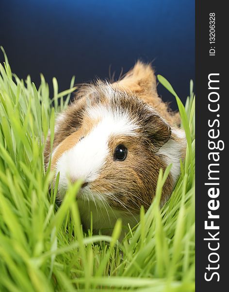 Adorable guinea pig eating grass