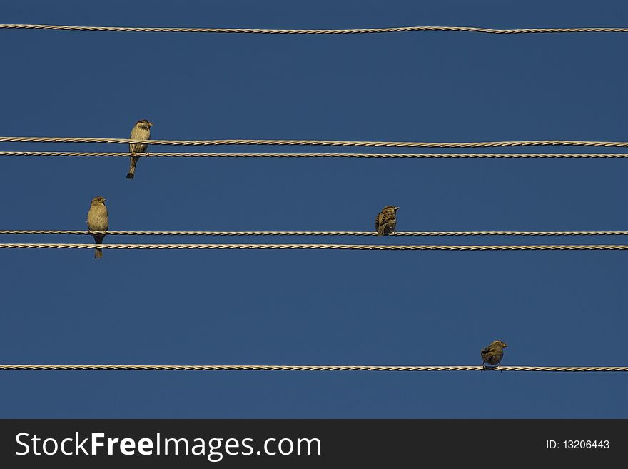 Birds on power lines, blue sky backround. Birds on power lines, blue sky backround