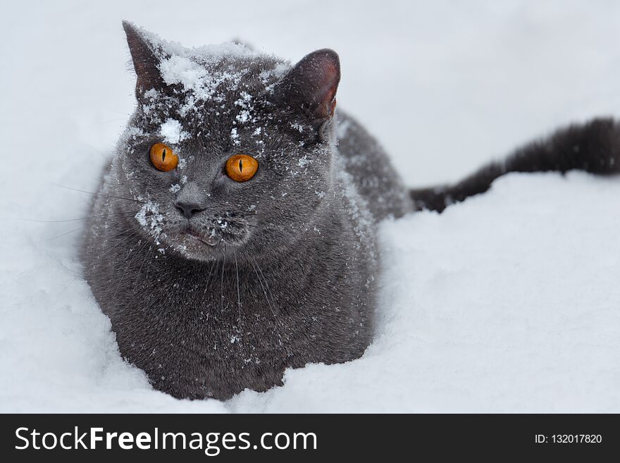 British Cat Sits In A Deep Snowdrift