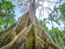Ficus Albipila, Giant Tree At Uthaithani, Thailand Royalty Free Stock Photography