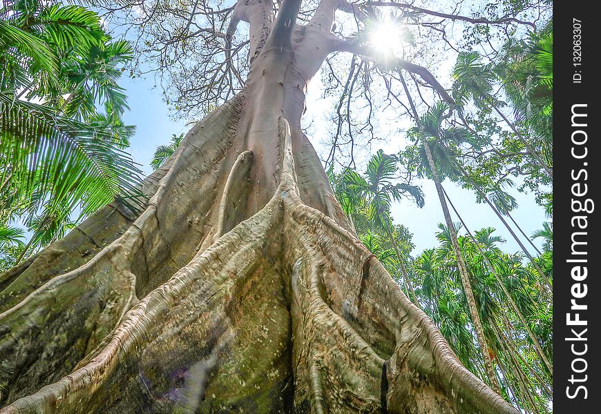 Ficus albipila, giant tree Ban Rai District, Uthaithani, Thailand. Ficus albipila, giant tree Ban Rai District, Uthaithani, Thailand