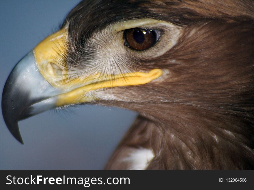 Eagle In Captivity. King Of The Bird Kingdom.