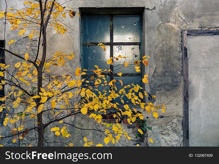 Abandoned warehouse entrance on concrete wall, facade with window and tree