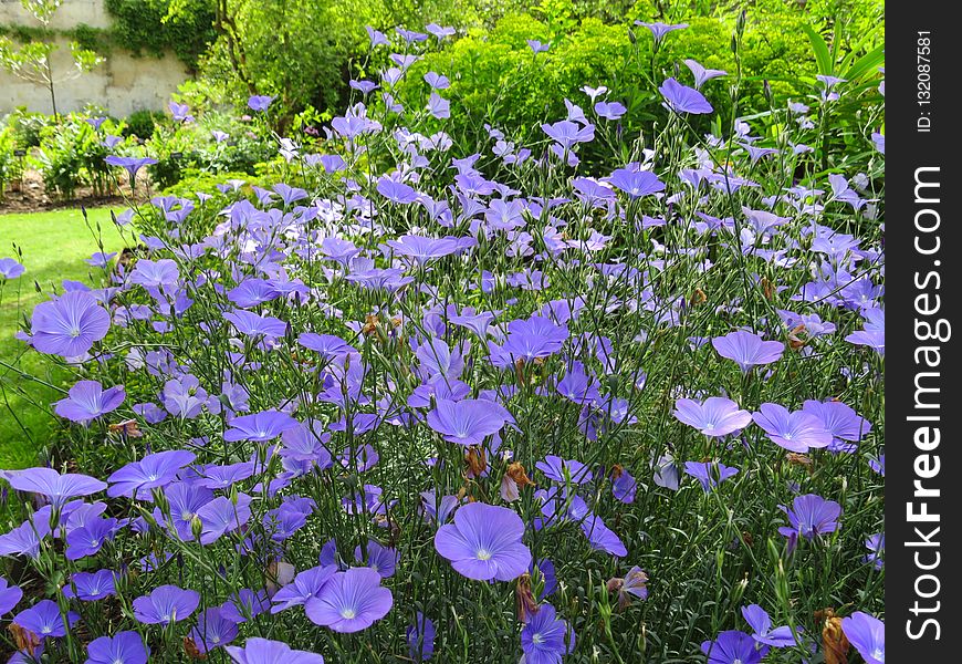 Flower, Plant, Flowering Plant, Flora