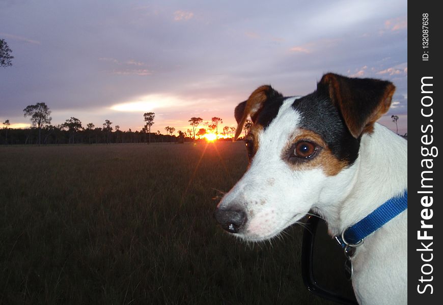 Dog Breed, Dog, Jack Russell Terrier, Russell Terrier