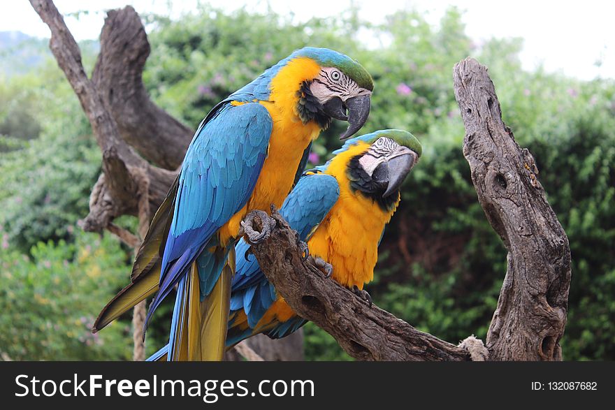 Bird, Macaw, Parrot, Fauna