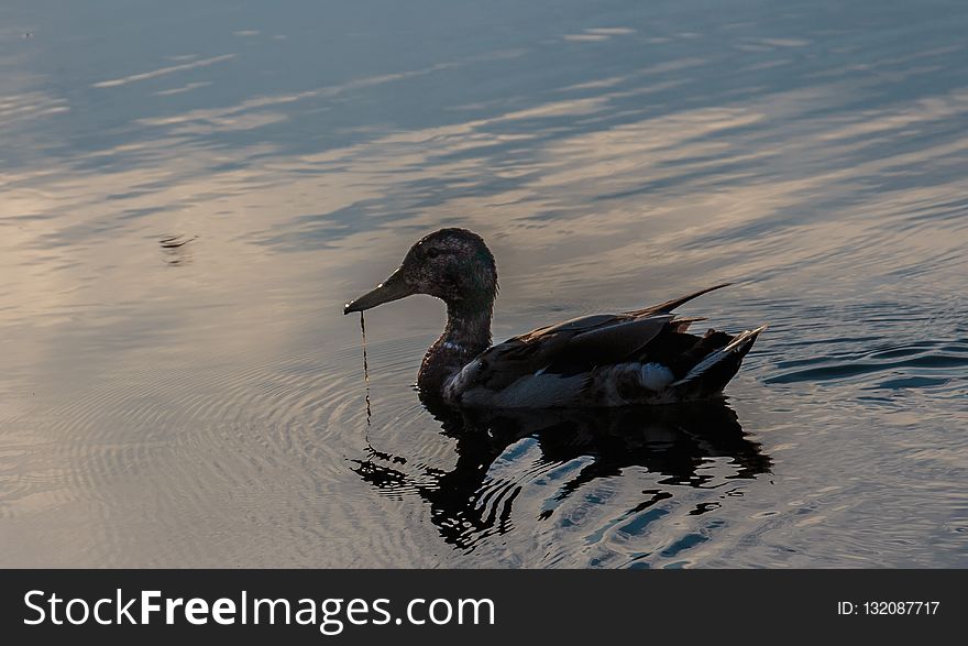 Water, Bird, Water Bird, Duck