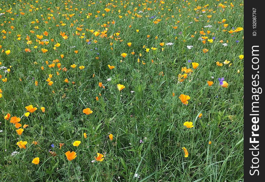 Flower, Wildflower, Field, Meadow