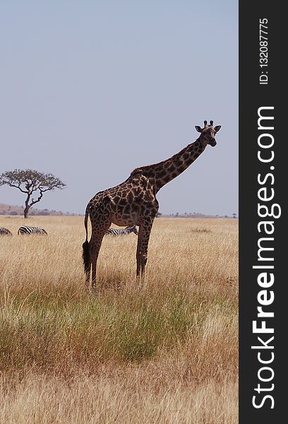 Giraffe, Wildlife, Grassland, Giraffidae