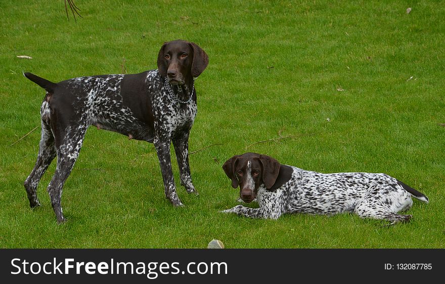 Dog Breed, Dog, Old Danish Pointer, Dog Like Mammal