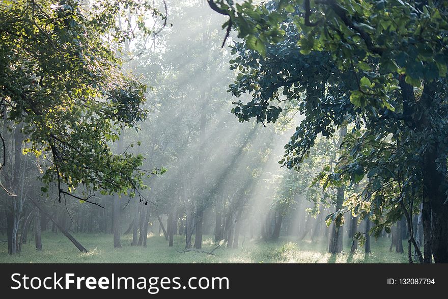 Nature, Ecosystem, Tree, Vegetation