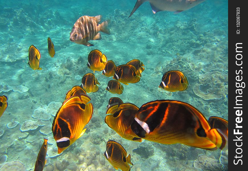 Ecosystem, Marine Biology, Coral Reef Fish, Underwater