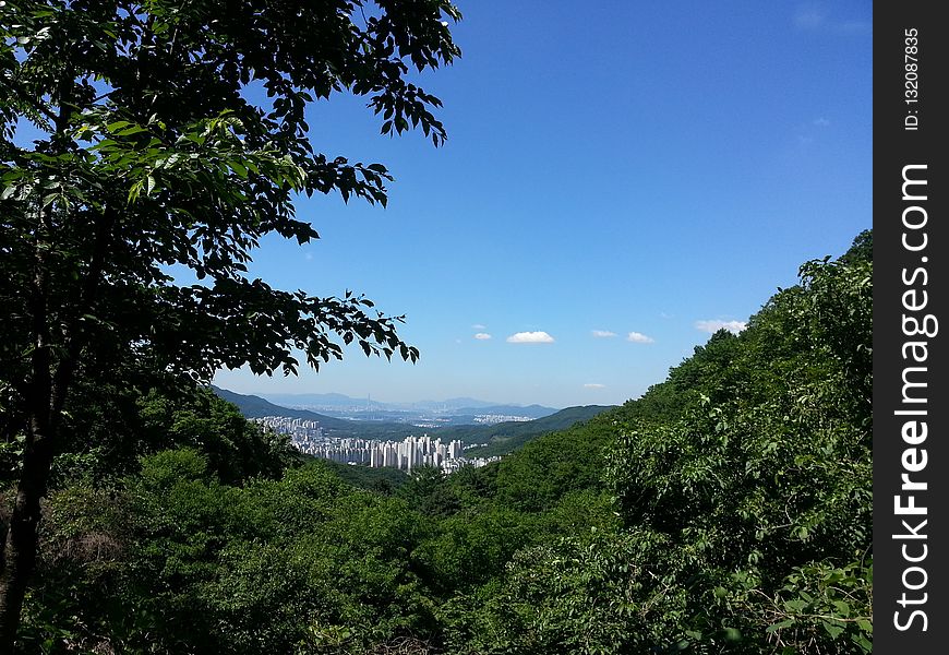 Sky, Nature, Vegetation, Tree