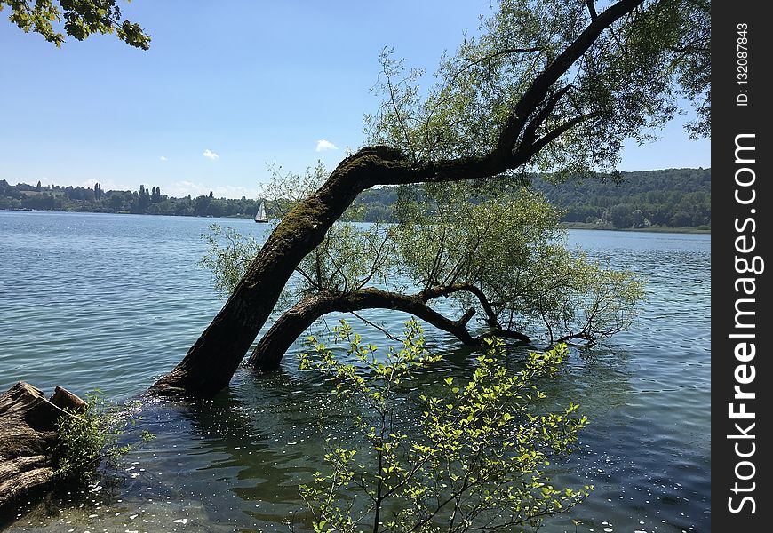 Water, Body Of Water, Tree, Bank