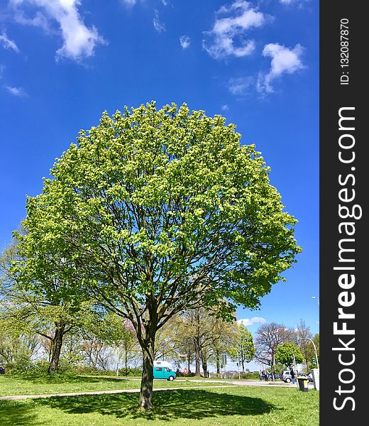 Tree, Sky, Woody Plant, Plant