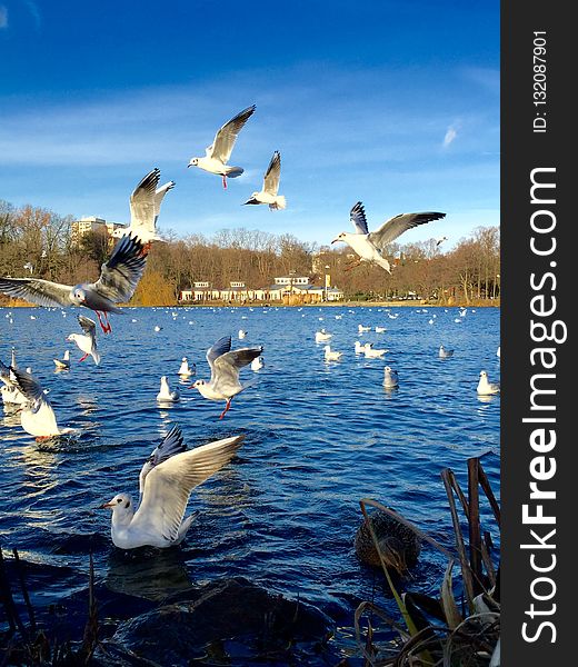 Water, Bird, Sky, Ecosystem