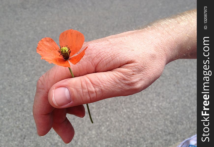 Flower, Orange, Hand, Finger