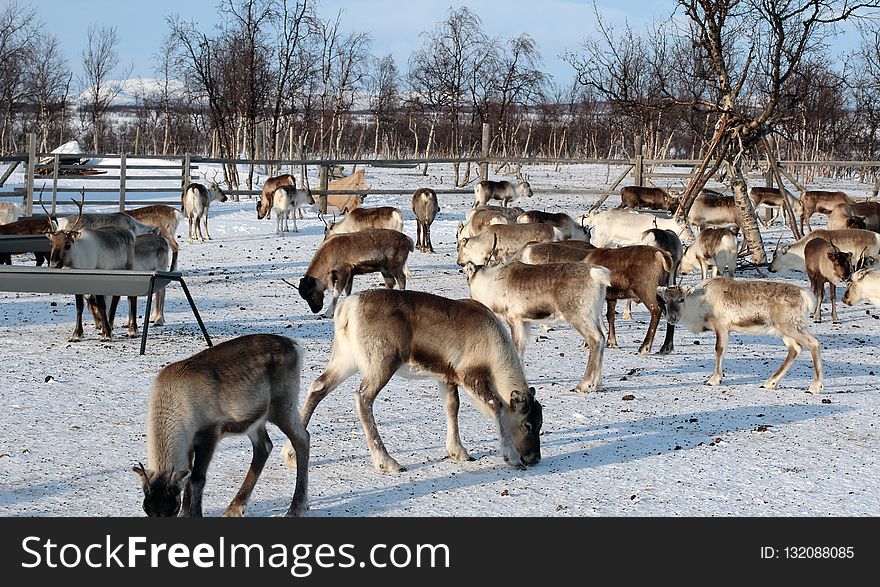 Wildlife, Deer, Herd, Reindeer