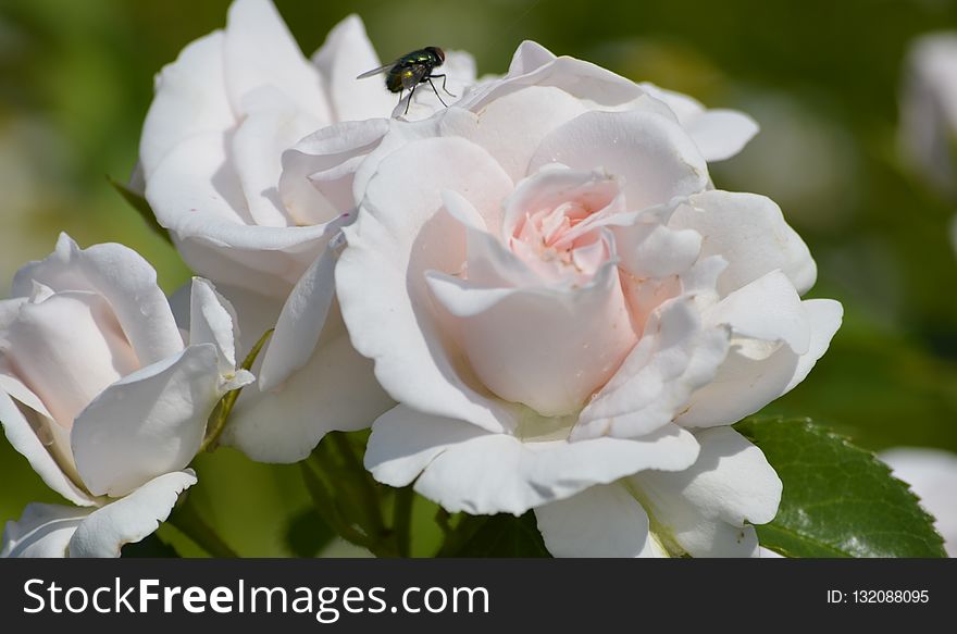 Rose, Flower, Rose Family, White