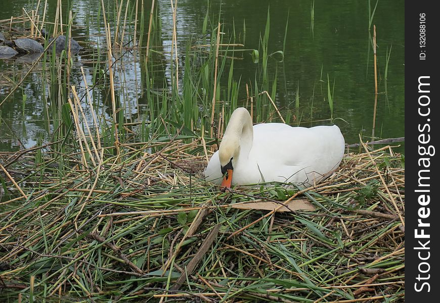 Bird, Fauna, Water Bird, Ducks Geese And Swans