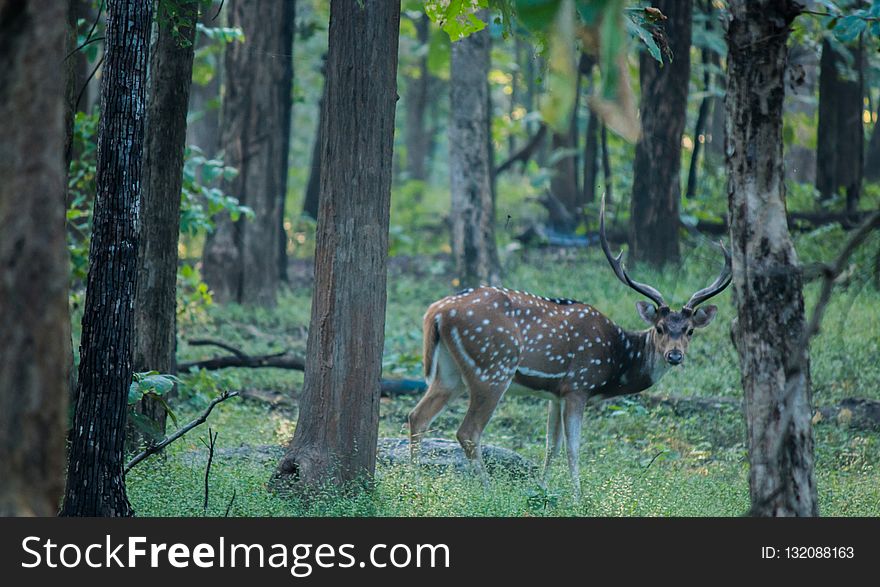 Wildlife, Nature Reserve, Woodland, Deer