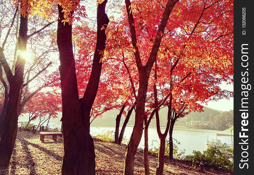 Tree, Red, Nature, Autumn