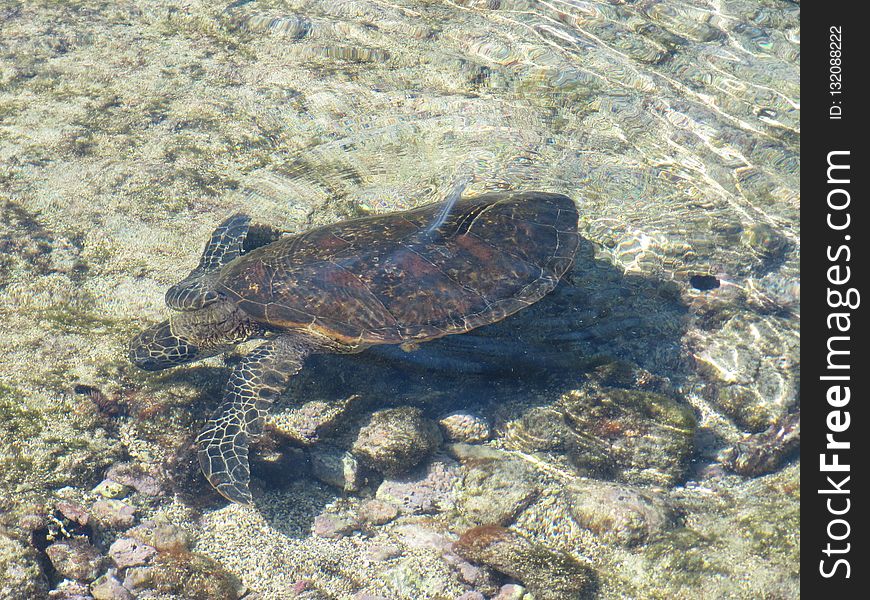 Sea Turtle, Turtle, Emydidae, Loggerhead