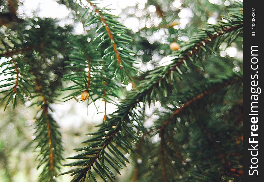 Spruce, Tree, Pine Family, Conifer