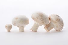 Fresh Mushrooms Stock Photography Fresh Mushrooms Stock Photography