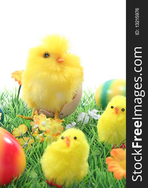 Chicks with Easter eggs on a flower meadow. Chicks with Easter eggs on a flower meadow