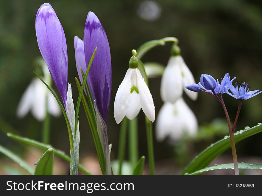 Coloured Snowdrops and Spring Crocus