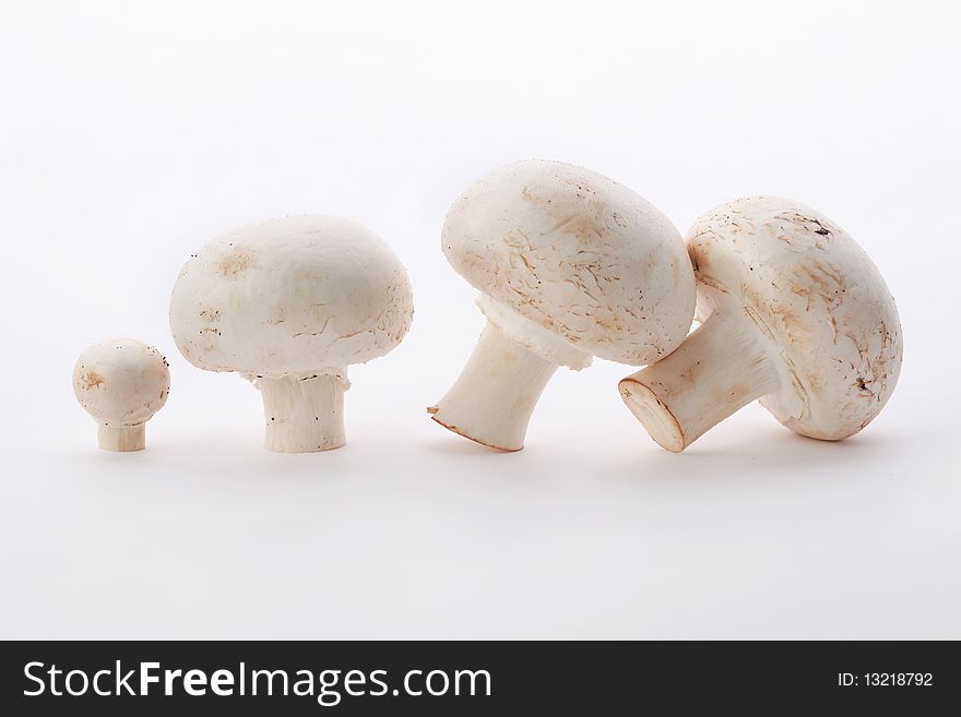 Mushrooms in isolated white background. Mushrooms in isolated white background