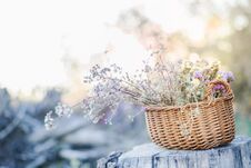 Basket With Colorful Field Flowers On Old Tree Stump In The Forest Stock Image