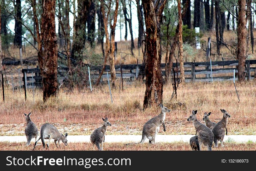 Wildlife, Fauna, Kangaroo, Macropodidae