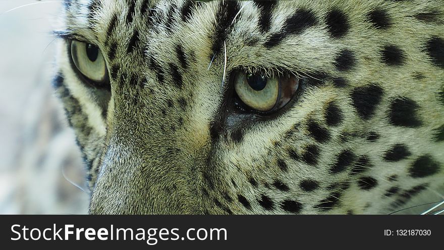 Wildlife, Leopard, Jaguar, Fauna