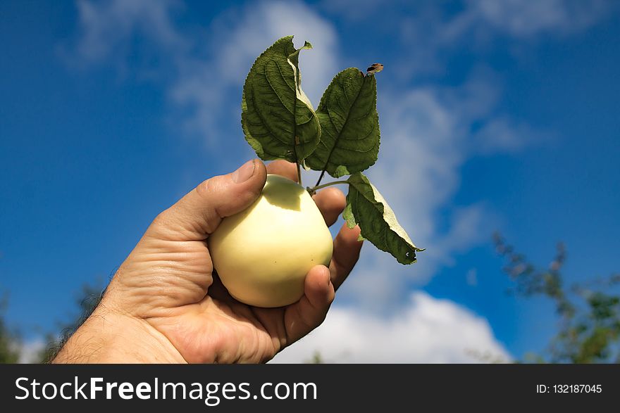 Fruit, Sky, Leaf, Produce