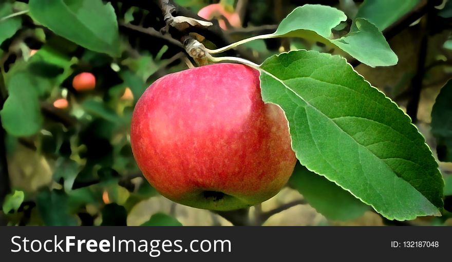 Fruit, Apple, Fruit Tree, Produce