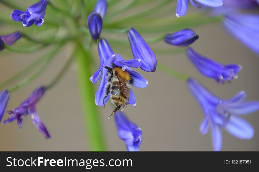 Blue, Flora, Violet, Honey Bee