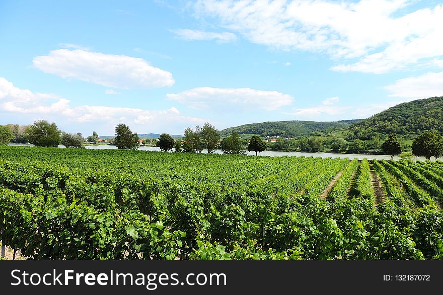 Agriculture, Vineyard, Field, Crop