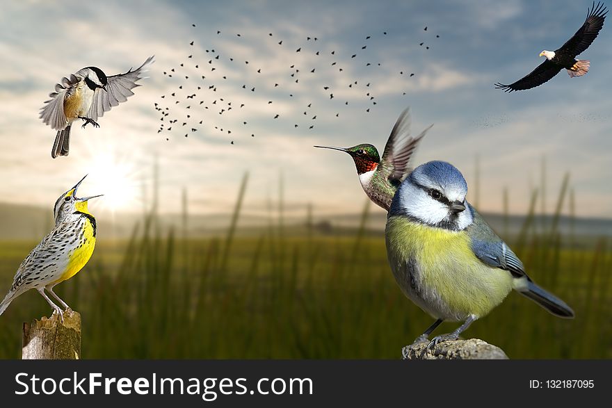 Bird, Ecosystem, Fauna, Beak