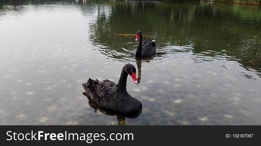 Black Swan, Water Bird, Ducks Geese And Swans, Bird
