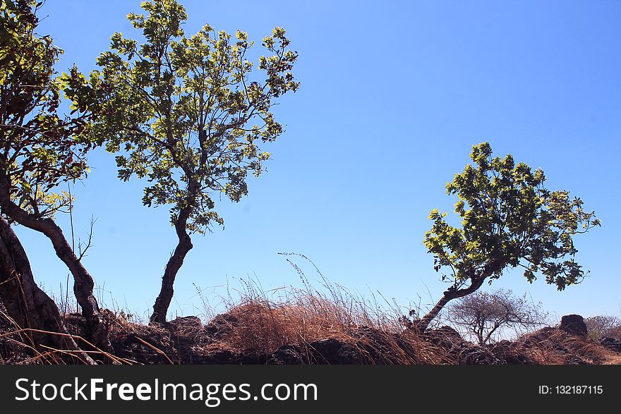 Tree, Sky, Vegetation, Branch