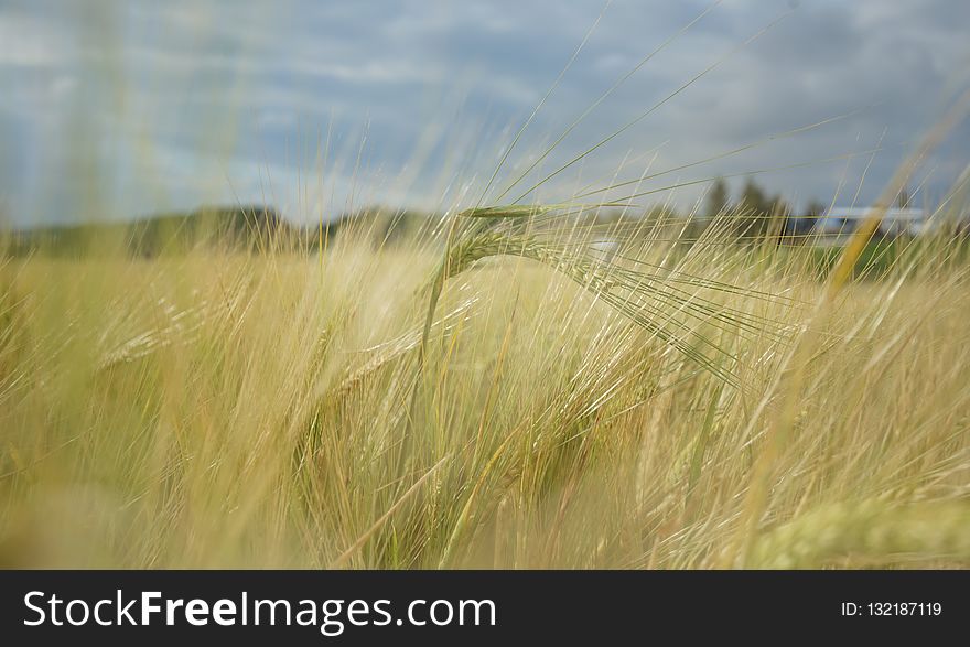 Ecosystem, Grassland, Grass, Prairie